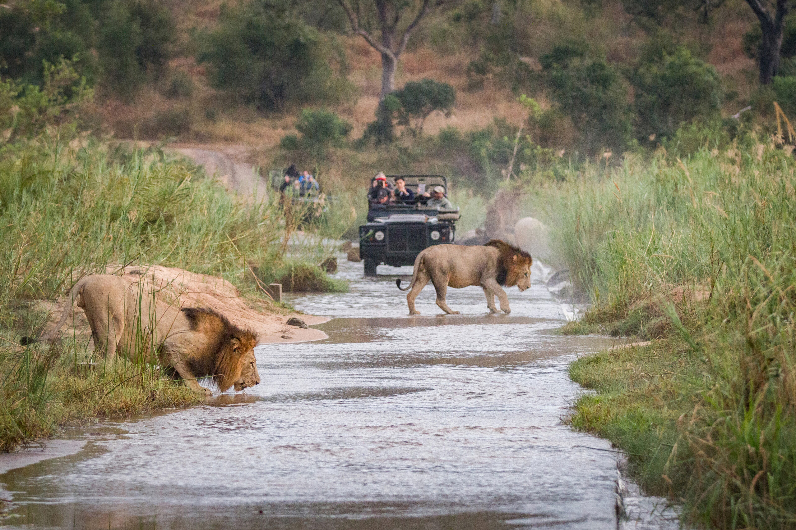 Pilanesberg National Park Safari