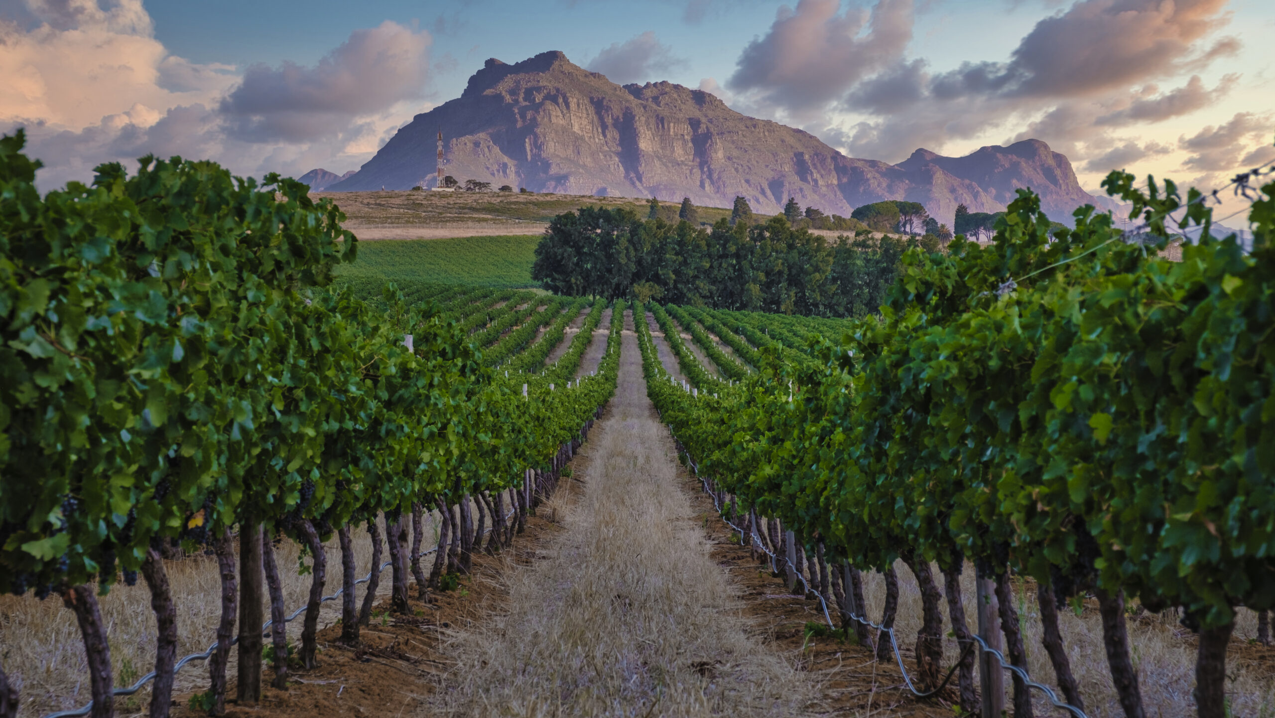 Cape Winelands Tour 